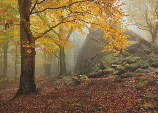 Herbstwald | Tapete