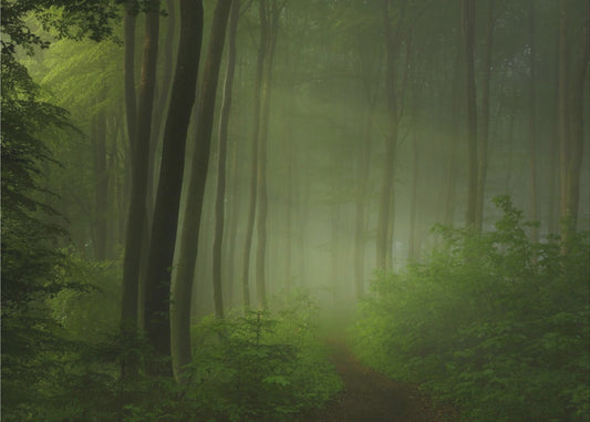 Waldmorgen | Poster