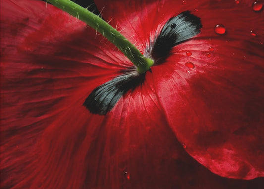 Papaver Leidenschaft | Leinwand