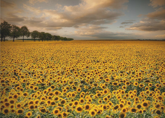 Sonnenblumen | Leinwand