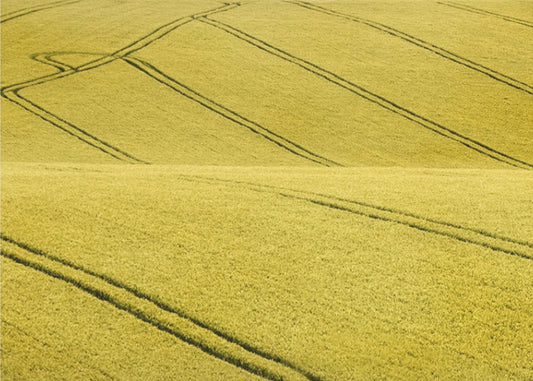 Feld Nr. 2 | Leinwand