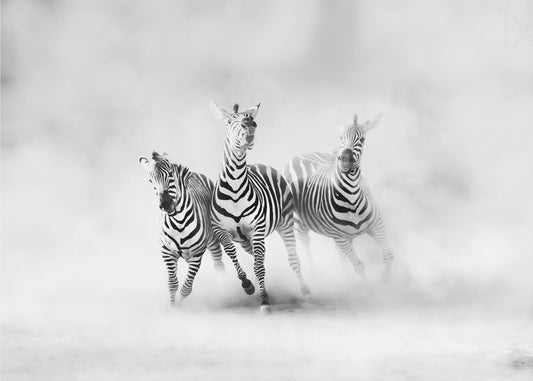 ZEBRAS | Tapete