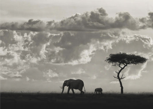 Silhouetten von Mara | Poster