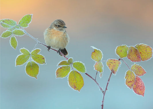 Winterfarben | Leinwand