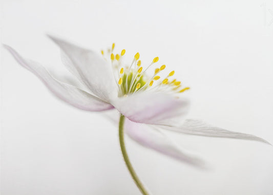 Nemorosa** | Leinwand