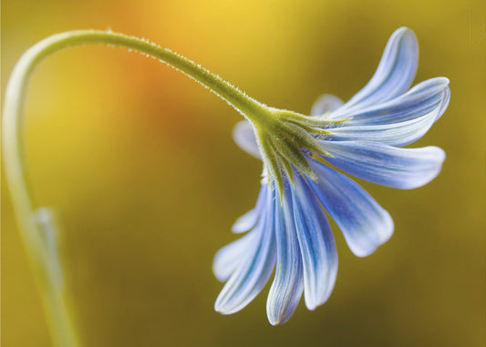 Cape Daisy | Leinwand