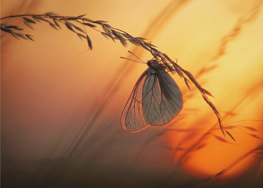 Gute Nacht | Hintergrundbild