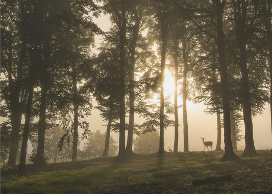 Hirsch im Morgennebel. | Poster