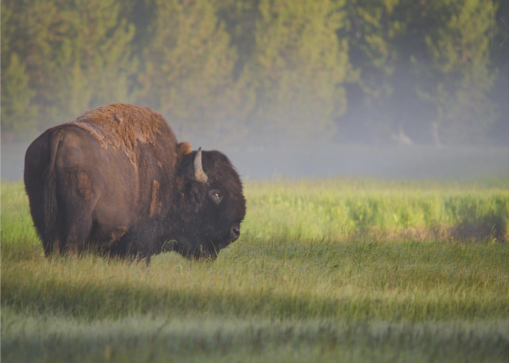 Bison im Morgenlicht | Poster