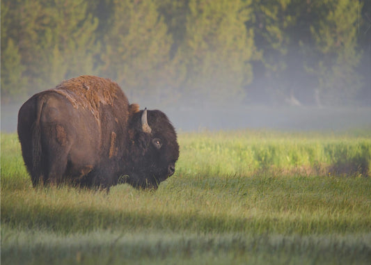 Bison im Morgenlicht | Poster