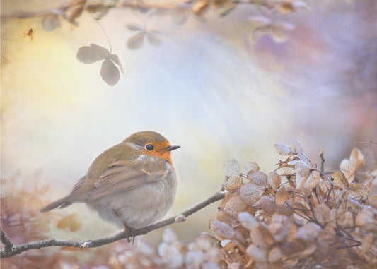 Robin über Träume | Leinwand