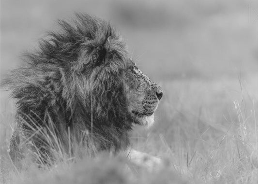 Der König ist allein | Leinwand