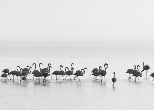 Flamingos | Leinwand