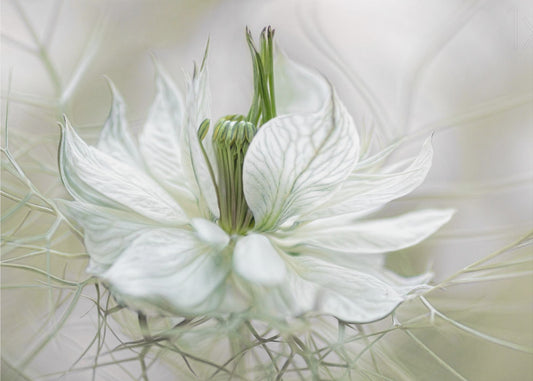 Nigella | Leinwand