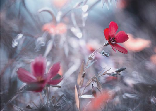 Eine Blume, eine Geschichte | Leinwand