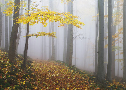 Ohne Titel | Tapete