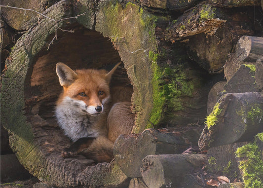 Fuchs | Leinwand