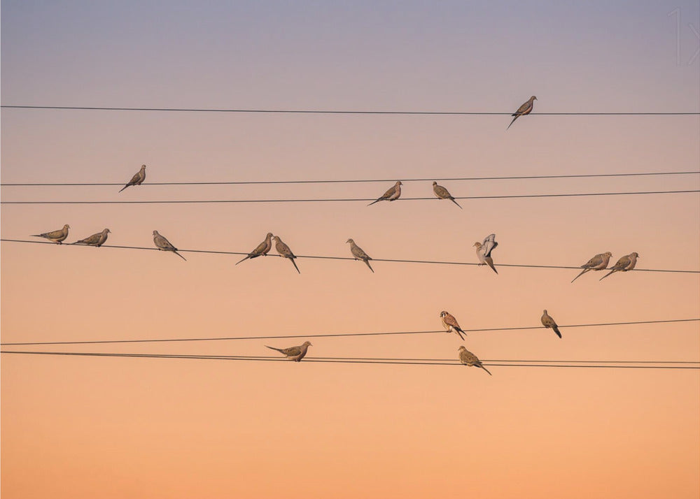 Music of Light | Wallpaper
