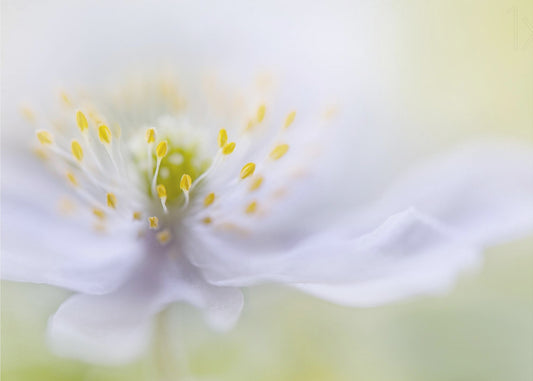 Anemonenschönheit | Leinwand