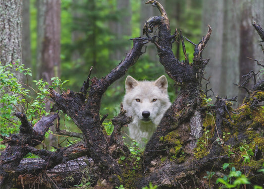 Wolf | Leinwand