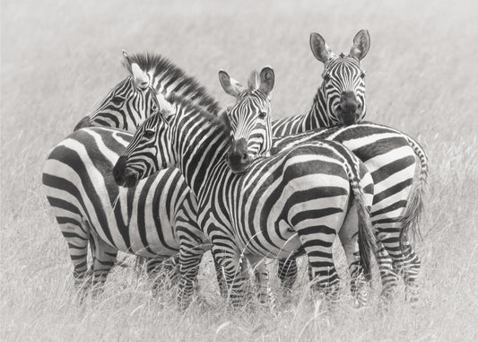 Zebras | Leinwand