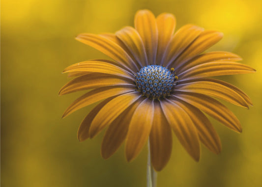Sunshine Daisy | Poster