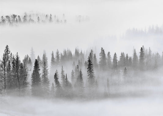 Nebliger Wald | Tapete
