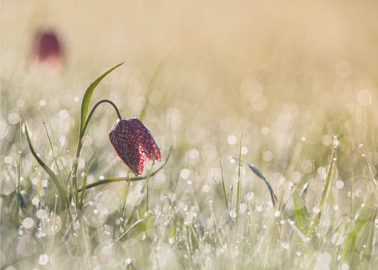 Morningdew | Poster
