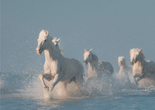 Engel der Camargue | Poster