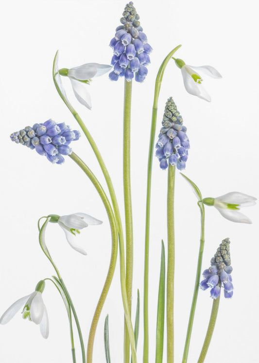 Muscari und Galanthus | Leinwand