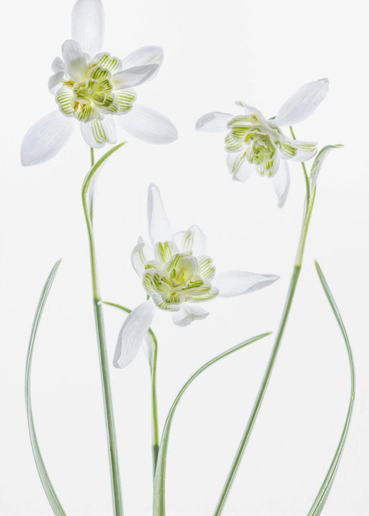 Galanthus Flore Pleno | Leinwand