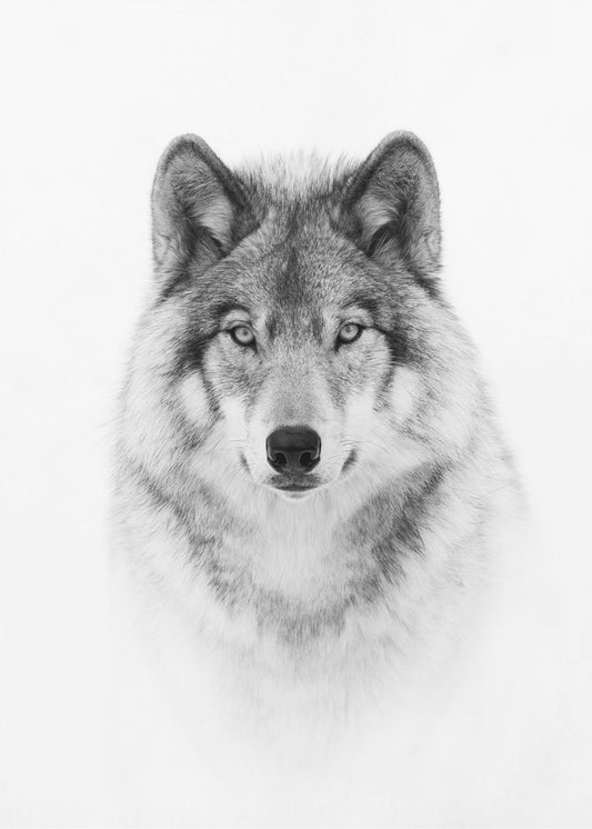 Porträt eines Timberwolfs | Poster