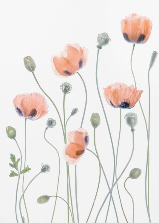 Mohnblumen | Leinwand