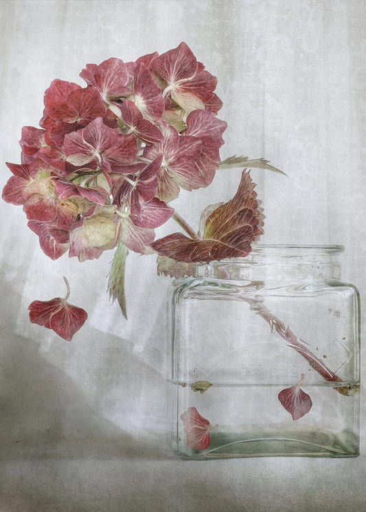 Hortensie | Leinwand