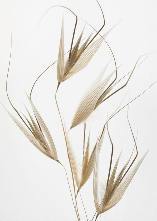 Delicacy of nature | Poster