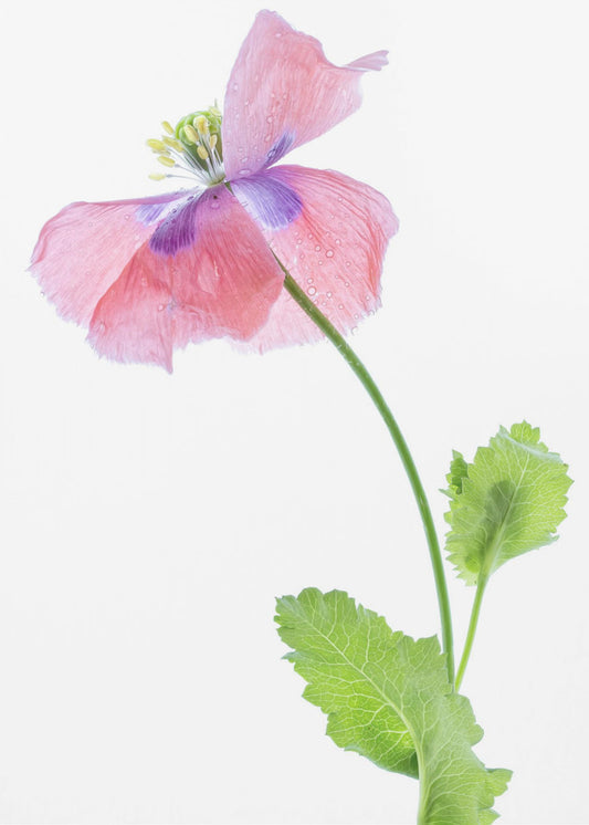 Mohn | Leinwand