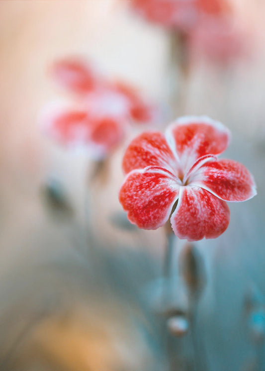 Dianthus | Leinwand