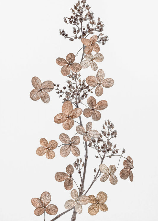 Rispenhortensie | Leinwand