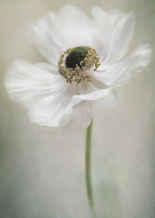Single White | Canvas