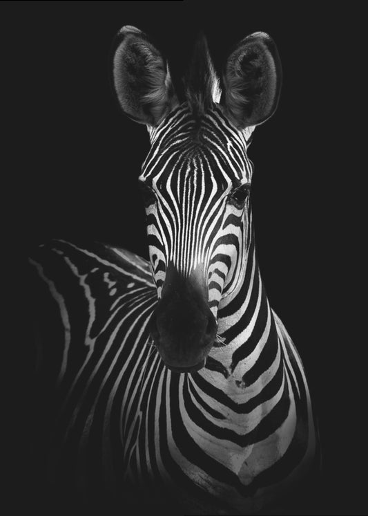 Das Zebra | Poster