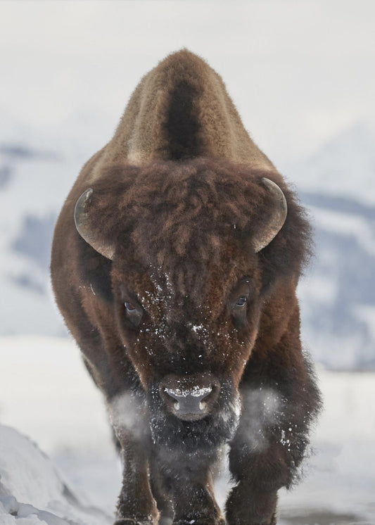 Bison im Anmarsch | Poster