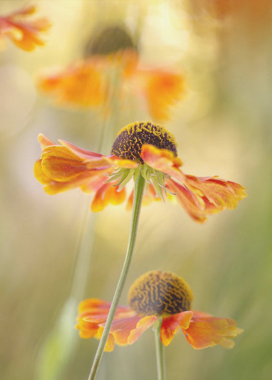 Helenium | Leinwand