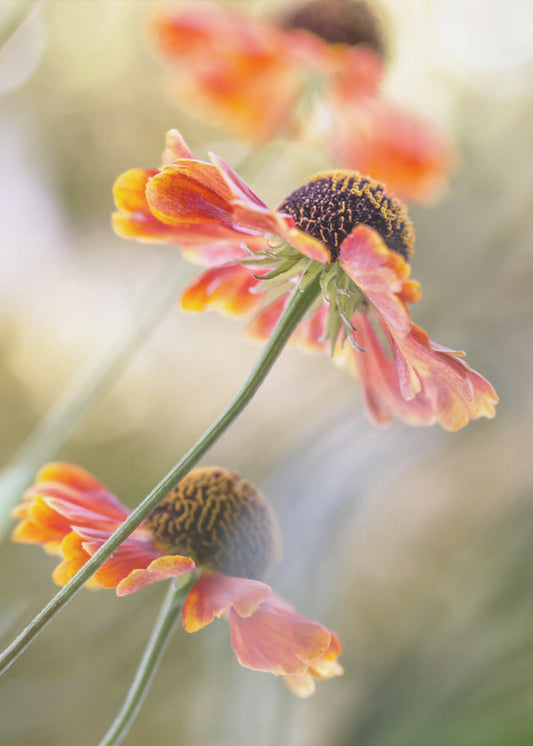 Helenium* | Leinwand