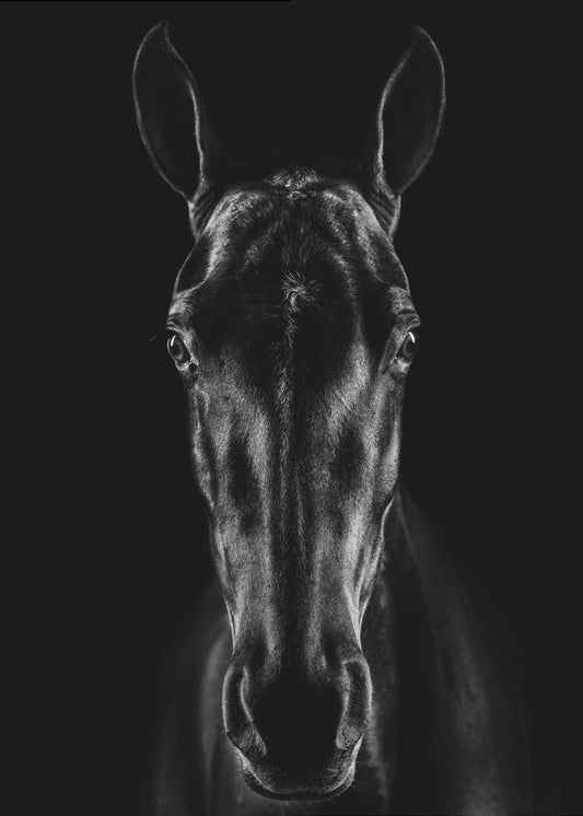 The Horse in Noir 15 | Canvas