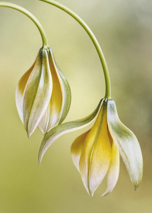 Tulipa | Leinwand