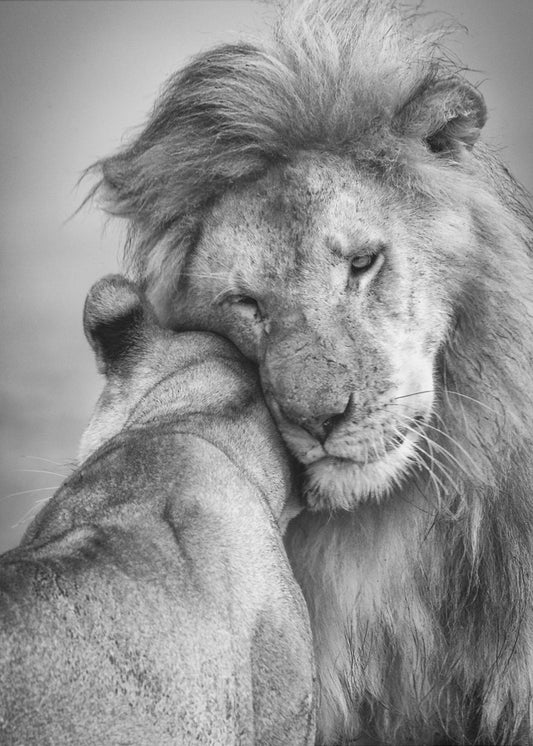 Afrikanische Liebe! | Leinwand