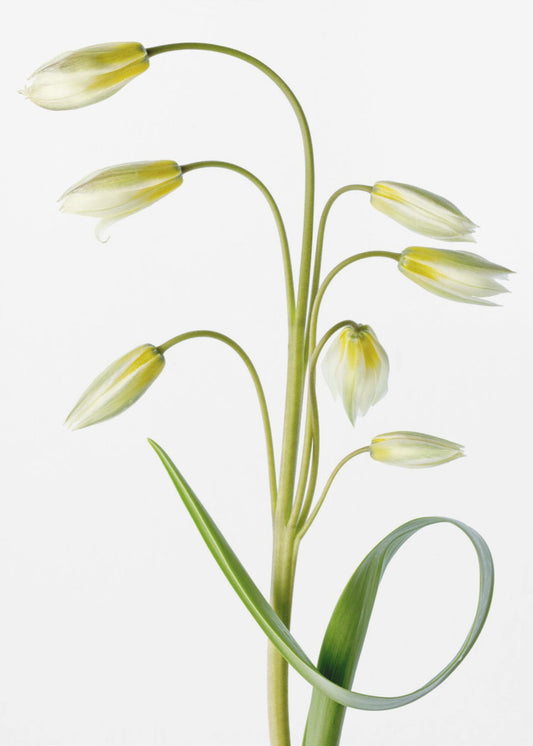 ~Tulipa Tarda~ | Leinwand