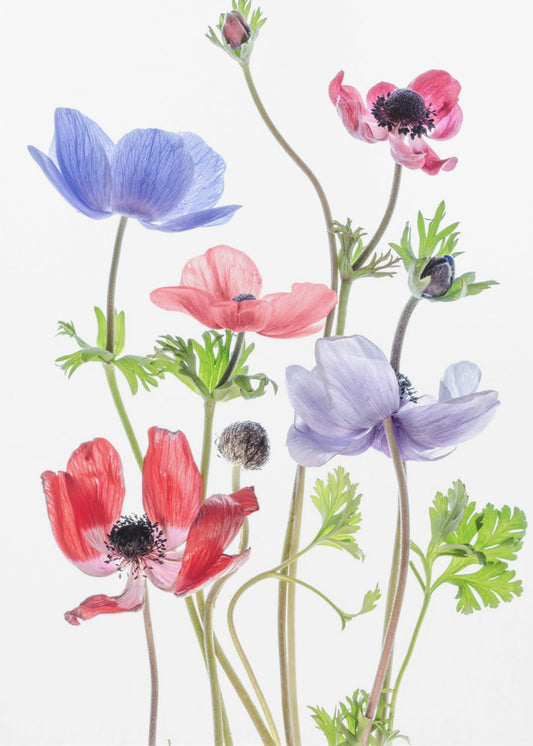 Anemone De Caen | Leinwand