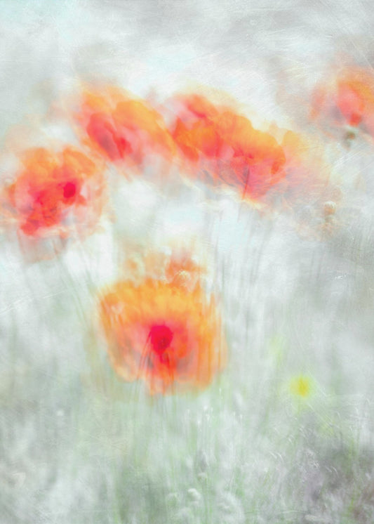 Rote Kornblumen | Leinwand