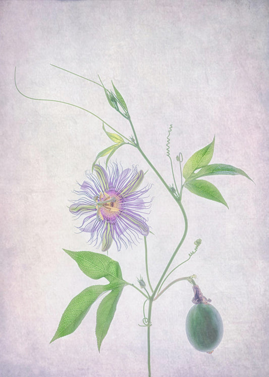 Passion Fruit | Poster